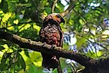 A kakapo (Strigops habroptilus)