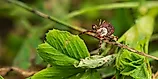 A tick walking along vegetation. Image Credits: Steven Hiebert via Shutterstock