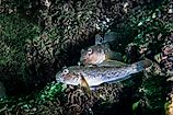 The Round Goby is an invasive species that has been accidentally introduced to numerous areas.