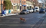 he red fox Vulpes vulpes, animal running through city streets in winter, New Jersey, US. Editorial credit: Sergey Demo SVDPhoto / Shutterstock.com