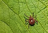 A close up of a Lone Star Tick (Amblyomma americanum) on a green leaf.
