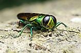 Agrilus planipennis - Emerald ash borer