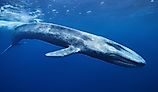 Blue whale in the ocean in Sri Lanka.