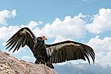 California condor bird on a rock with wings spread against blue sky