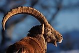 An Alpine ibex (Capra ibex)