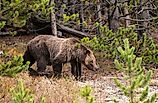Grizzly bear walking through forest