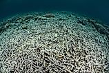 A coral reef in Indonesia has been turned from a diverse, healthy community to a desert of dead rubble. Ocean acidification is one of the major causes of coral reef destruction.