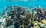 Schools of fish in the pristine water of John Pennekamp Coral Reef State Park off of Key Largo in the Florida Keys, USA