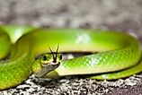 A smooth green snake flicking its tongue to the air.