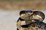 A large and healthy western rat snake from northern Missouri.