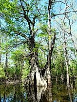 The national champion bald cypress at Cat Island National Wildlife Refuge, Louisiana. Photo: Bob Strader/USFWS, public domain.
