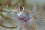 The round goby (Neogobius melanostomus) is an invasive species in the Great Lakes (Credit: Geza Farkas via Shutterstock)