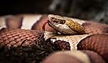 View of Eastern copperhead.