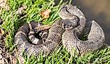 Northern Pacific Rattlesnake in defensive posture. Santa Clara County, California, USA.