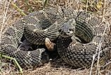 Northern Pacific rattlesnake (Crotalus oreganus).