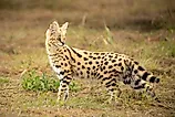 A closeup of a Serval. 