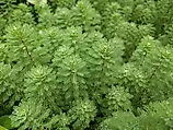 Parrot's feather aquatic plant (Myriophyllum aquaticum) with fine green leaves in oblong shape. 
