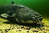 A wels catfish (Silurus glanis)
