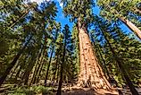The largest tree on Earth, the General Sherman Giant Sequoia in Sequoia National Park, California. Credit: Simon Dannhauer/ Shutterstock.com 