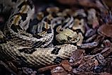 A timber rattlesnake (Crotalus horridus)