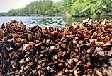 Dense collection of Zebra Mussels.