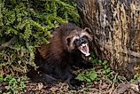 Full body portrait of a female Wolverine