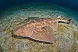 An angel shark (Squatina squatina)
