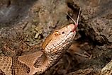 A copperhead sensing the air with its tongue.