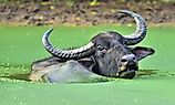  Male water buffalo bathing in the pond.