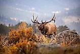 Elk in Rocky Mountain National Park. Credit: Eric Selchert Photography / Shutterstock