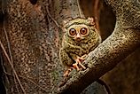 A Tarsier on a branch. 