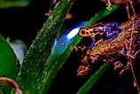 The Mimic Poison Frog is found in the north-central region of eastern Peru. Editorial credit: Frank Cornelissen via Shutterstock.