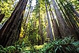 Afternoon Light on the Redwoods at Jedediah Smith State Park, Redwoods National Park, California. Credit: Stephen Moehle/ Shutterstock.com