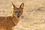 A dhole (Cuon alpinus)