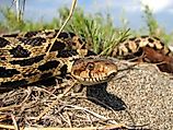 Eastern fox snake