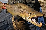 Large brown trout caught while fly fishing. 