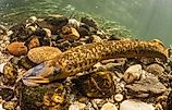 Lamprey.