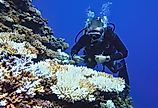 Scuba diver environmentalist checking for coral bleaching.