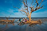 Driftwood Beach on Jekyll Island, Georgia.