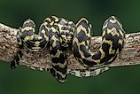 The Jungle Carpet Python (Morelia spilota cheynei) coiled in a tree. Image Credits: Lauren Suryanata via Shutterstock