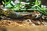 A closeup shot of a green anaconda snake.