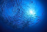 School barracuda fish in the ocean