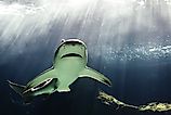 Huge bull shark swimming. 