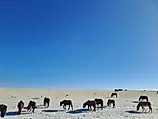 Wild horse grazing at Mongolian steppe Gobi desert on winter time with frozen grass