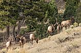 Herd of Elk