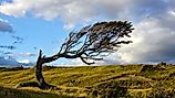 Tree deformed by wind nearby Punta Arenas, Patagonia, Argentina. 