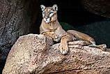 Native to the Americas, mountain lions have the largest geographic range of any land mammal in the Western Hemisphere