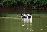 Curious hippo in the Gambia River near Niokolo-Koba National Park in Senegal, West Africa