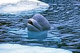 Beluga Whale