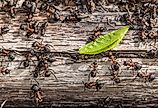 Colony of red wood ants fighting over a green leaf.